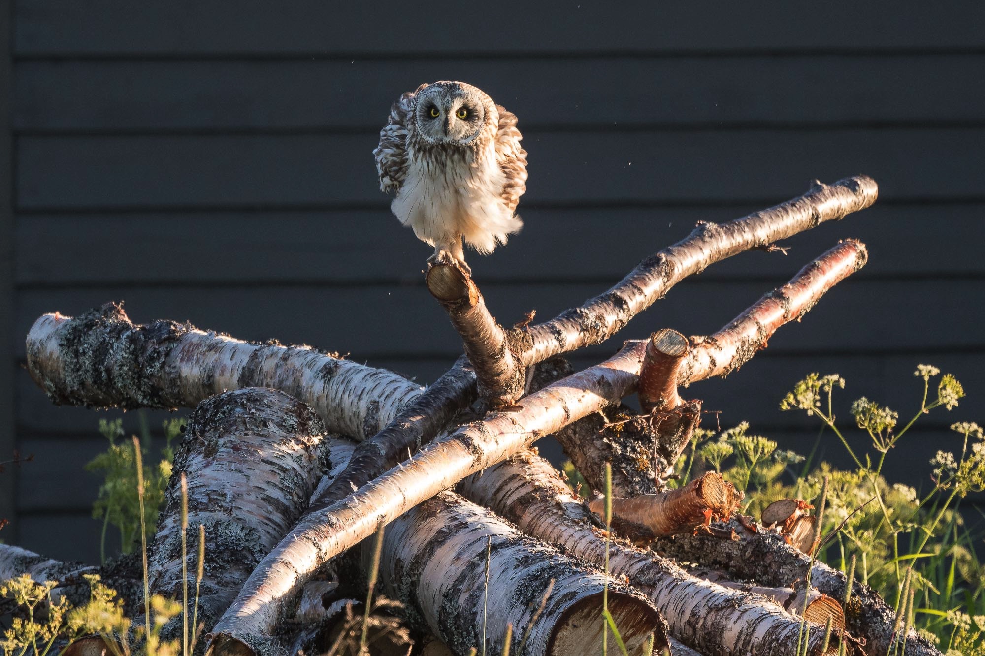 short-eared owl on Lofoten Islands